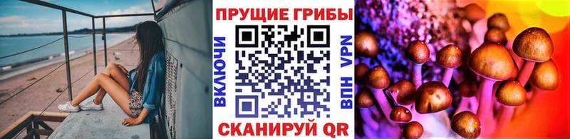 Галлюциногенные грибы Psilocybine cubensis  кракен маркетплейс  Зерноград 